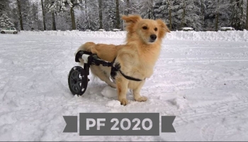 PF2020